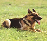 Adestramento de cães em Blumenau