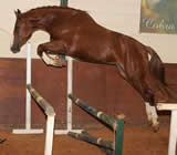 Haras e Hípicas em Blumenau